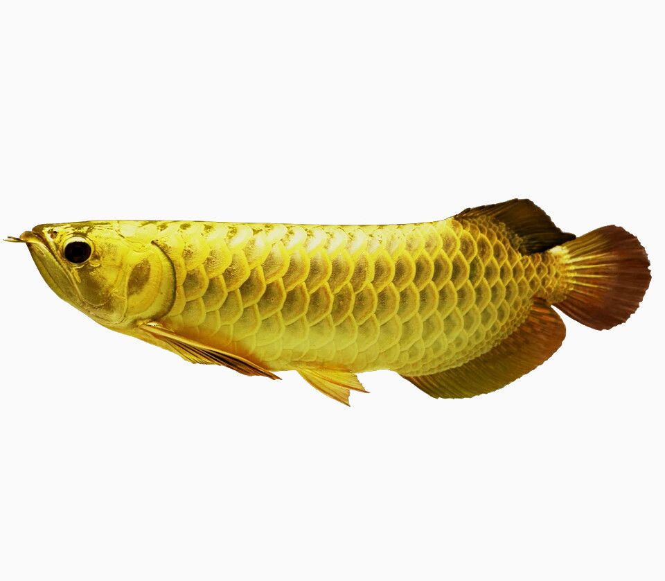 元寶和金龍魚(yú)（元寶和金龍魚(yú)的關(guān)系） 龍魚(yú)百科 第3張