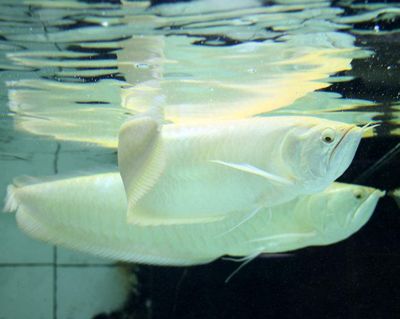 怎么樣讓面包蟲漂浮在水面上喂銀龍魚（為了讓面包蟲漂浮在水面上喂銀龍魚） 龍魚百科 第3張