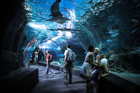 珠海香洲龍魚水族館地址在哪里（珠海龍魚世家水族館） 龍魚百科 第2張