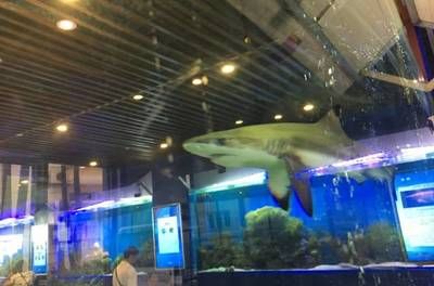 珠海香洲龍魚水族館地址在哪里（珠海龍魚世家水族館） 龍魚百科 第5張