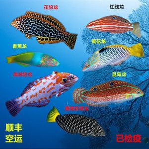 鉆沙子的龍魚（關于“鉆沙子的龍魚”的一些基本特征和生活習性信息） 龍魚百科 第2張