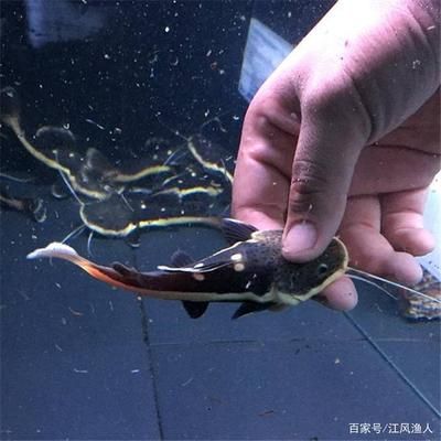 招財(cái)貓魚和龍魚能混養(yǎng)嗎（招財(cái)貓魚和龍魚可以混養(yǎng)嗎？） 龍魚百科 第5張