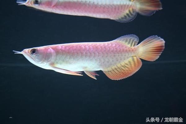 最貴龍魚(yú)（市場(chǎng)上價(jià)格最昂貴的龍魚(yú)品種，過(guò)背金龍魚(yú)和血紅龍魚(yú)） 龍魚(yú)百科 第4張