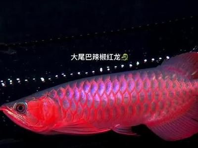 怎樣才能讓龍魚(yú)亮片（如何讓龍魚(yú)展現(xiàn)出自然、健康的美麗色澤） 龍魚(yú)百科 第4張