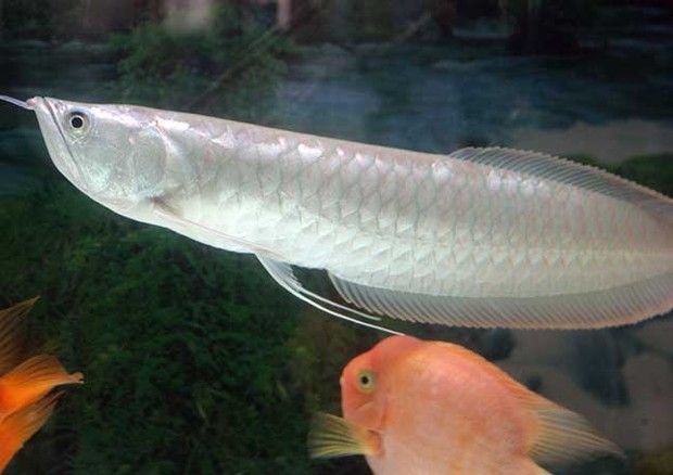 臨沂金龍魚油（臨沂金龍魚油在中國(guó)市場(chǎng)上廣受歡迎的食用油品牌是什么） 水族問(wèn)答 第4張