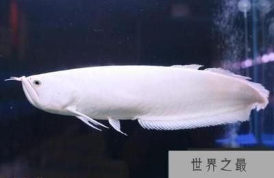 最貴的銀龍魚排名（最貴的銀龍魚品種排名，血紅龍魚31萬以上，血紅龍魚不是銀龍魚） 龍魚百科 第1張