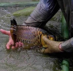 中國(guó)最大龍魚(yú)養(yǎng)殖場(chǎng)（中國(guó)最大的龍魚(yú)養(yǎng)殖場(chǎng)位于廣東省恩平市南海區(qū)桂城街道的養(yǎng)殖基地） 龍魚(yú)百科 第4張