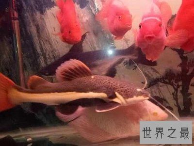 招財貓魚和紅龍魚混養(yǎng)（招財貓魚和紅龍魚可以混養(yǎng)嗎？） 龍魚百科 第3張