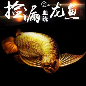 元寶屬于金龍魚（“元寶”屬于“金龍魚”嗎？） 龍魚百科 第4張