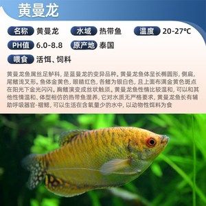 主角養(yǎng)龍魚開觀賞魚店的小說（主角養(yǎng)龍魚開觀賞魚店的小說：主角養(yǎng)龍魚開觀賞魚店的小說） 龍魚百科 第2張