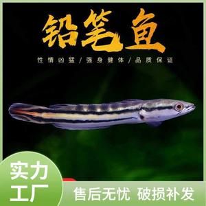 主角養(yǎng)龍魚開觀賞魚店的小說（主角養(yǎng)龍魚開觀賞魚店的小說：主角養(yǎng)龍魚開觀賞魚店的小說） 龍魚百科 第1張