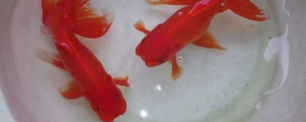 在家養(yǎng)金魚招財還是銀龍魚招財呢（金魚和銀龍魚在風水文化中有招財?shù)淖饔?，養(yǎng)殖條件有講究） 龍魚百科 第1張