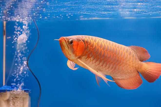 扎蘭屯有沒有買龍魚的（內(nèi)蒙古扎蘭屯市有多家水族館和花魚店并購(gòu)買龍魚） 龍魚百科 第4張