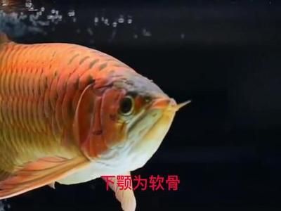 怎樣預(yù)防龍魚(yú)兜嘴 龍魚(yú)百科 第3張