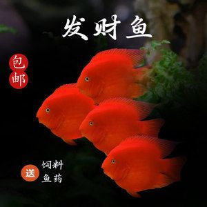 招財(cái)貓魚可以和龍魚一起養(yǎng)嗎（招財(cái)貓魚和龍魚可以一起養(yǎng)但是需要注意一些問題以避免潛在沖突） 龍魚百科 第5張