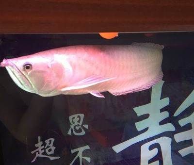 招財(cái)貓魚可以和龍魚一起養(yǎng)嗎（招財(cái)貓魚和龍魚可以一起養(yǎng)但是需要注意一些問題以避免潛在沖突） 龍魚百科 第3張