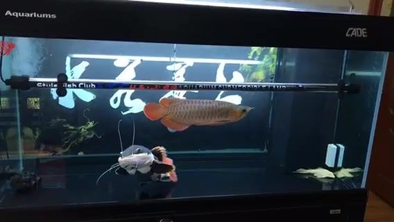 招財(cái)貓魚和紅招魚 金龍魚一起養(yǎng)嗎（招財(cái)貓魚和紅龍魚混養(yǎng)有風(fēng)險(xiǎn)嗎？） 龍魚百科 第2張