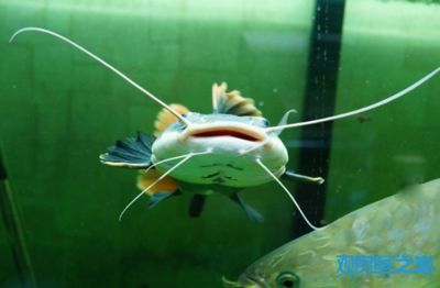 招財(cái)貓魚(yú)和龍魚(yú)哪個(gè)好養(yǎng)（招財(cái)貓魚(yú)與龍魚(yú)的區(qū)別） 龍魚(yú)百科 第1張