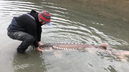 怎樣訓(xùn)龍魚(yú)吃飼料視頻（如何訓(xùn)練龍魚(yú)吃飼料）