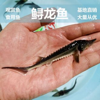 怎樣訓(xùn)龍魚吃飼料視頻（如何訓(xùn)練龍魚吃飼料） 龍魚百科 第3張