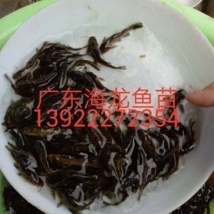 淄博龍魚批發(fā)市場（淄博龍魚批發(fā)市場怎么樣）