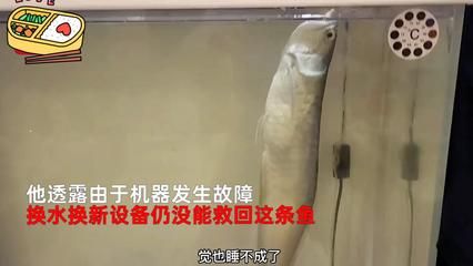 最貴銀龍魚多少錢一條（最貴的銀龍魚價(jià)格） 龍魚百科 第5張