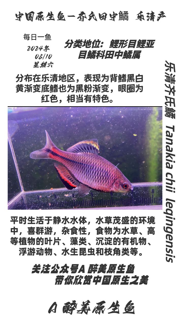 樂(lè)清齊氏鱊（樂(lè)清地區(qū)分布在樂(lè)清地區(qū)） 觀賞魚論壇