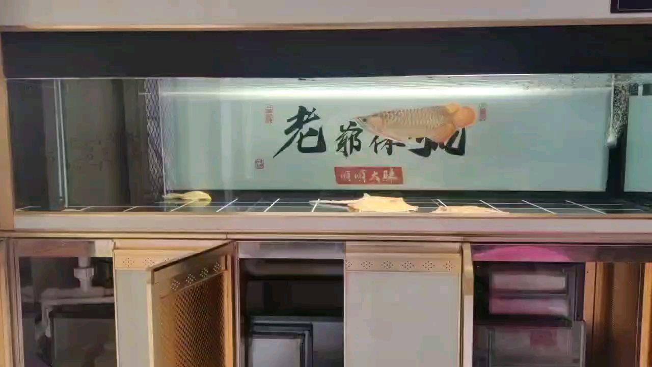 鰭尾繼續(xù)拉白邊，繼續(xù)拉大拉寬鰭尾（小金龍鰭尾繼續(xù)拉白邊） 觀賞魚論壇