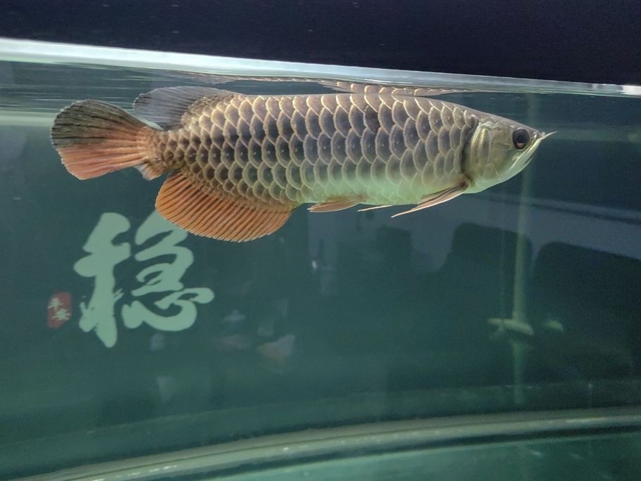 繼續(xù)養(yǎng)好尾巴～～（_阿銀評(píng)論：不錯(cuò)） 觀賞魚論壇 第1張