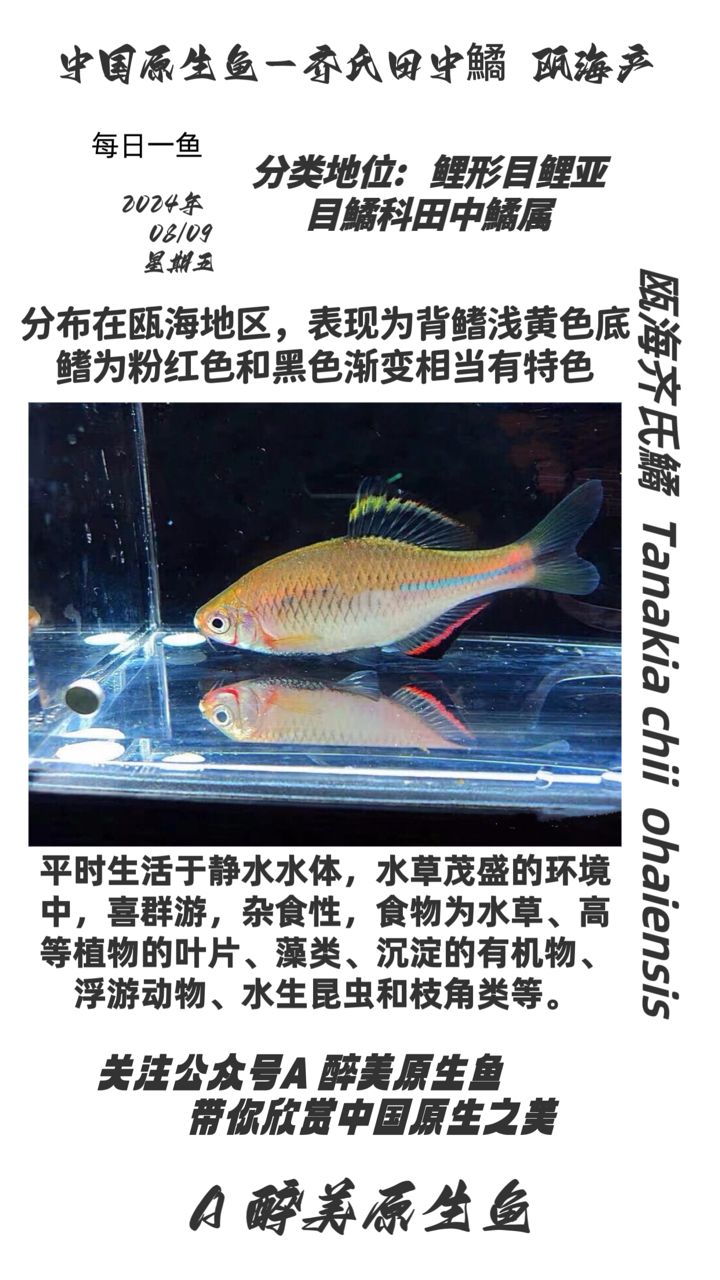 甌海齊氏鱊（甌海齊） 觀賞魚論壇