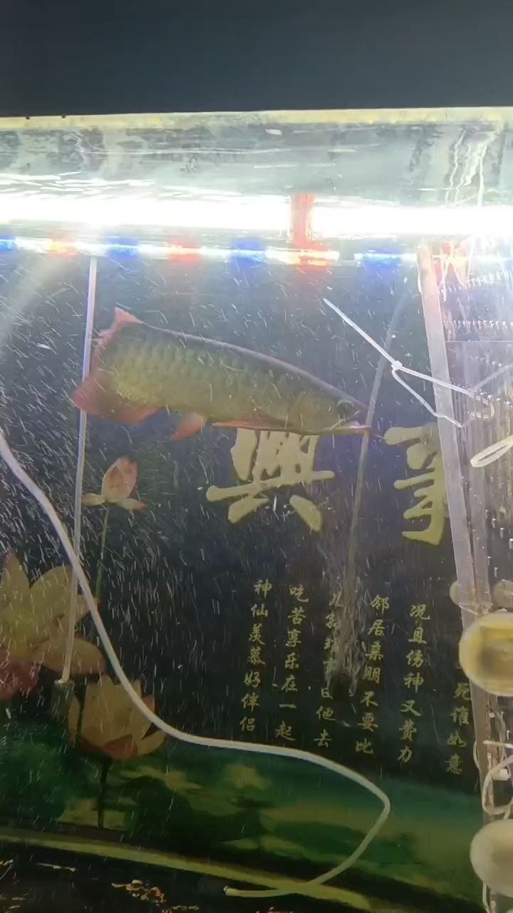 龍魚嘴巴合不上，怎么辦？（龍魚嘴巴合不上，小伙不帥_人見(jiàn)人愛(ài)評(píng)論：66） 觀賞魚論壇