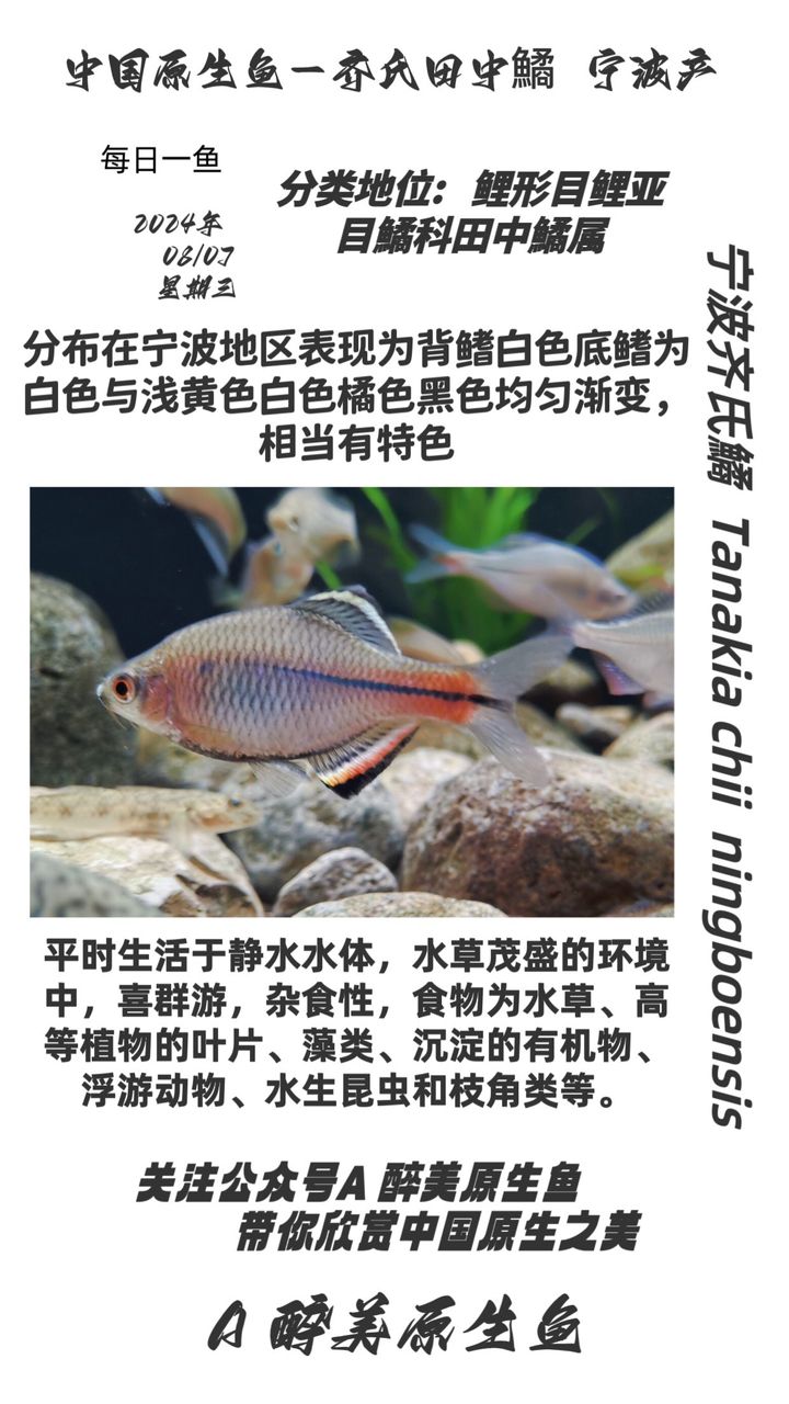 寧波齊氏鱊（分布在寧波地區(qū)分布在寧波地區(qū)） 觀賞魚論壇