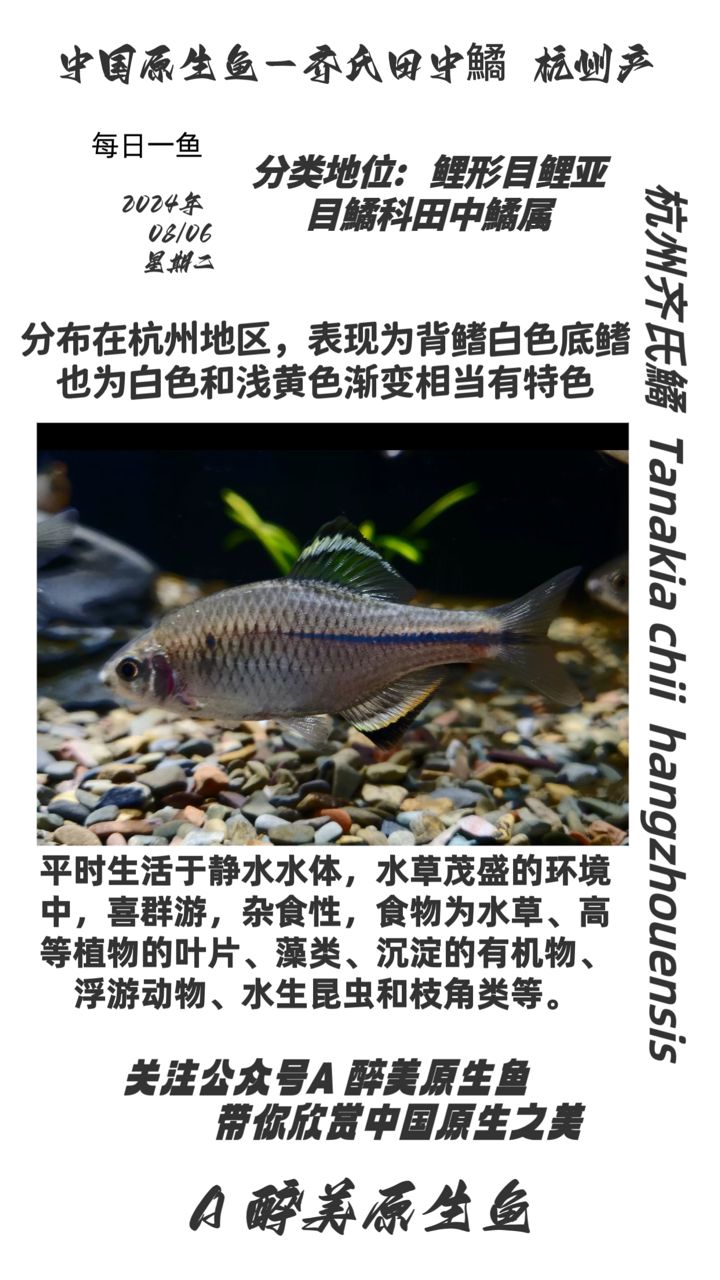 杭州齊氏鱊（分布在杭州地區(qū)） 觀賞魚論壇