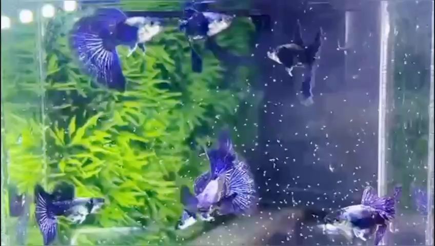 漂亮孔雀魚（紫龍孔雀魚漂亮的孔雀魚） 觀賞魚論壇