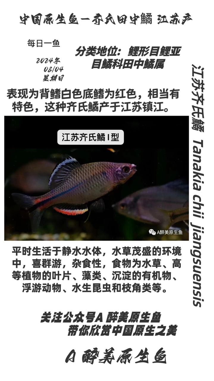 江蘇齊氏鱊（分布在江蘇地區(qū)分布在江蘇地區(qū)） 觀賞魚論壇