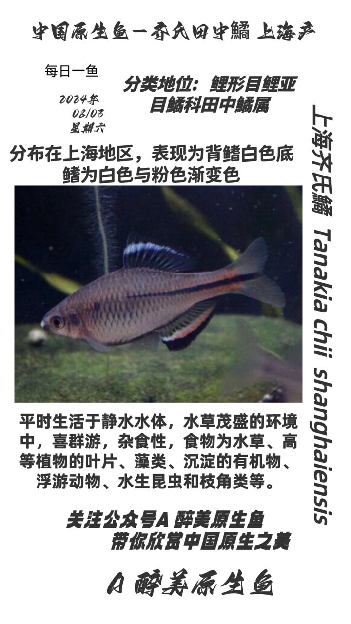 上海齊氏鱊（上海地區(qū)的地標(biāo)建筑） 觀賞魚論壇