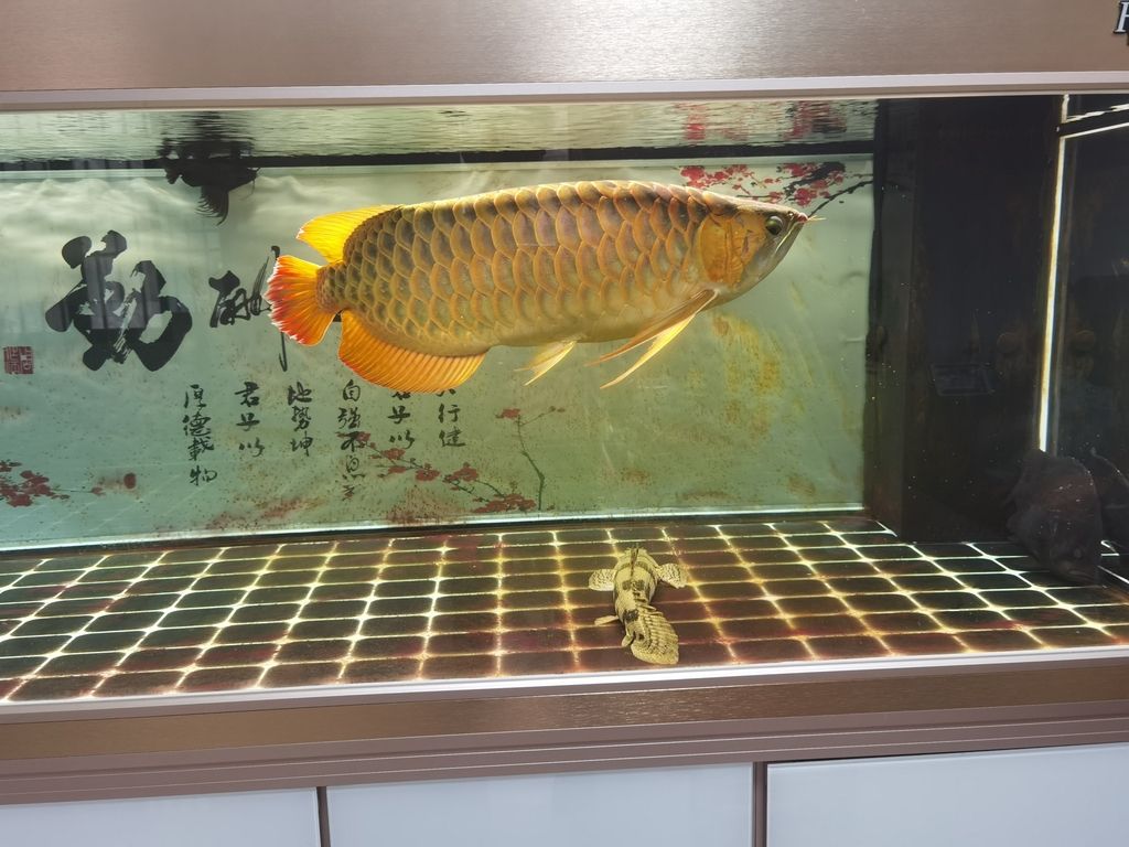 （哦哦咿嗚評(píng)論：霸氣） 觀賞魚(yú)論壇