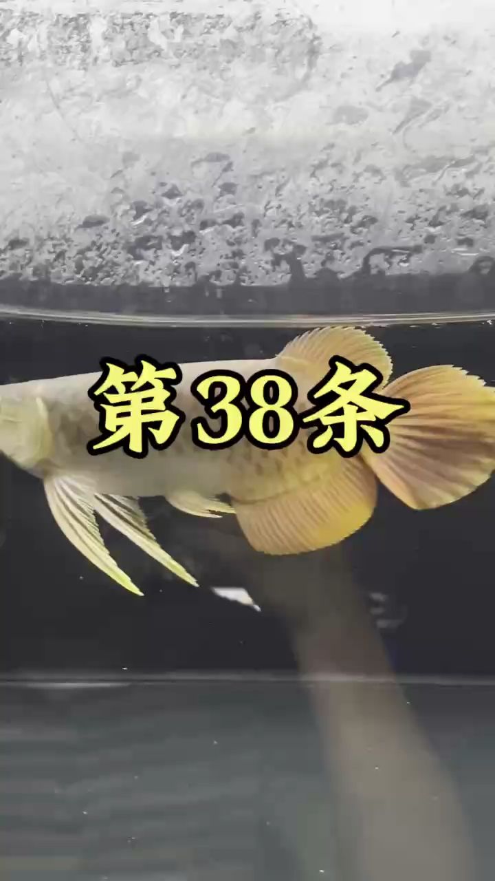 花了3500，買了一條魚（第38條紅龍魚,被養(yǎng)魚耽誤的建筑師） 觀賞魚論壇