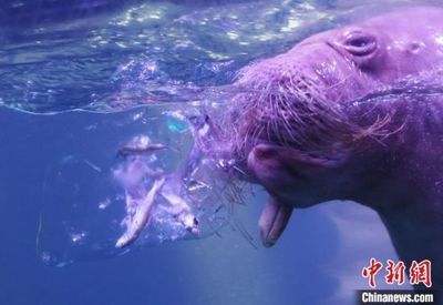 錦州水族館vs祥龍魚場（探討錦州水族館與祥龍魚場之間的差異之前需要明確兩者的基本信息） 全國水族館企業(yè)名錄 第4張