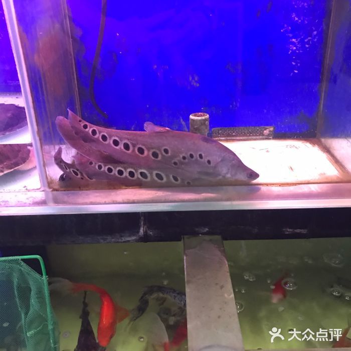 泉州水族館vs祥龍魚場(chǎng)（泉州水族館與祥龍魚場(chǎng)各有特點(diǎn)） 全國(guó)水族館企業(yè)名錄 第1張