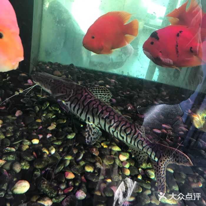 泉州水族館vs祥龍魚場(chǎng)（泉州水族館與祥龍魚場(chǎng)各有特點(diǎn)） 全國(guó)水族館企業(yè)名錄 第2張