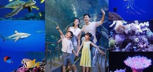 泉州水族館vs祥龍魚場(chǎng)（泉州水族館與祥龍魚場(chǎng)各有特點(diǎn)） 全國(guó)水族館企業(yè)名錄 第4張