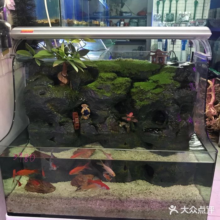 泉州水族館vs祥龍魚場(chǎng)（泉州水族館與祥龍魚場(chǎng)各有特點(diǎn)） 全國(guó)水族館企業(yè)名錄 第5張