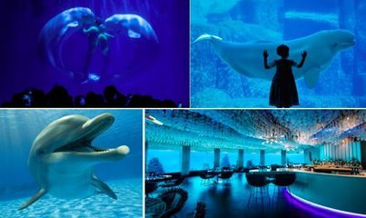 杭州水族館vs祥龍魚場（杭州水族館和祥龍魚場之前，我們需要明確兩者之間的區(qū)別） 全國水族館企業(yè)名錄 第1張