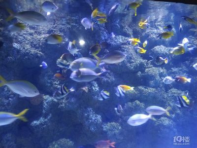 杭州水族館vs祥龍魚場（杭州水族館和祥龍魚場之前，我們需要明確兩者之間的區(qū)別） 全國水族館企業(yè)名錄 第2張