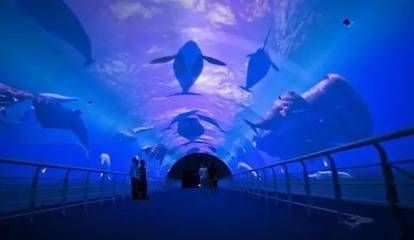 大連水族館vs祥龍魚場（大連水族館可能與觀賞魚市場有關聯(lián)，但具體信息較少） 全國水族館企業(yè)名錄 第1張