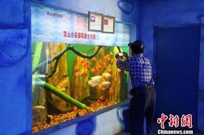 柳州水族館vs祥龍魚場（探討柳州水族館與祥龍魚場之間的差異，我們需要明確兩者的主要業(yè)務(wù)和特點） 全國水族館企業(yè)名錄 第3張