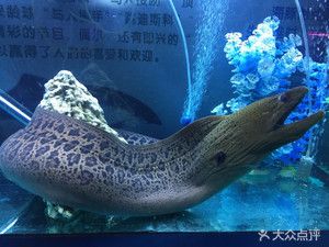 綿陽(yáng)水族館vs祥龍魚(yú)場(chǎng)（綿陽(yáng)水族館和祥龍魚(yú)場(chǎng)有什么區(qū)別？） 全國(guó)水族館企業(yè)名錄 第3張