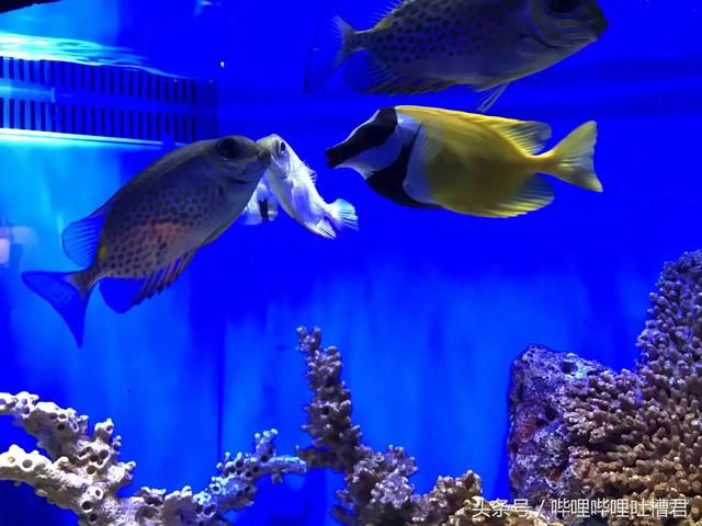 綿陽(yáng)水族館vs祥龍魚(yú)場(chǎng)（綿陽(yáng)水族館和祥龍魚(yú)場(chǎng)有什么區(qū)別？） 全國(guó)水族館企業(yè)名錄 第4張