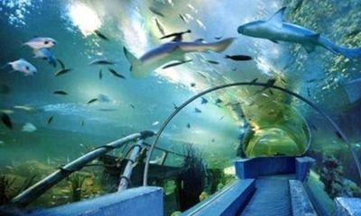 阿拉善盟水族館vs祥龍魚場（阿拉善盟水族館與祥龍魚場的競爭關(guān)系） 全國水族館企業(yè)名錄 第4張